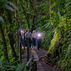 Guided Night Walk Tour