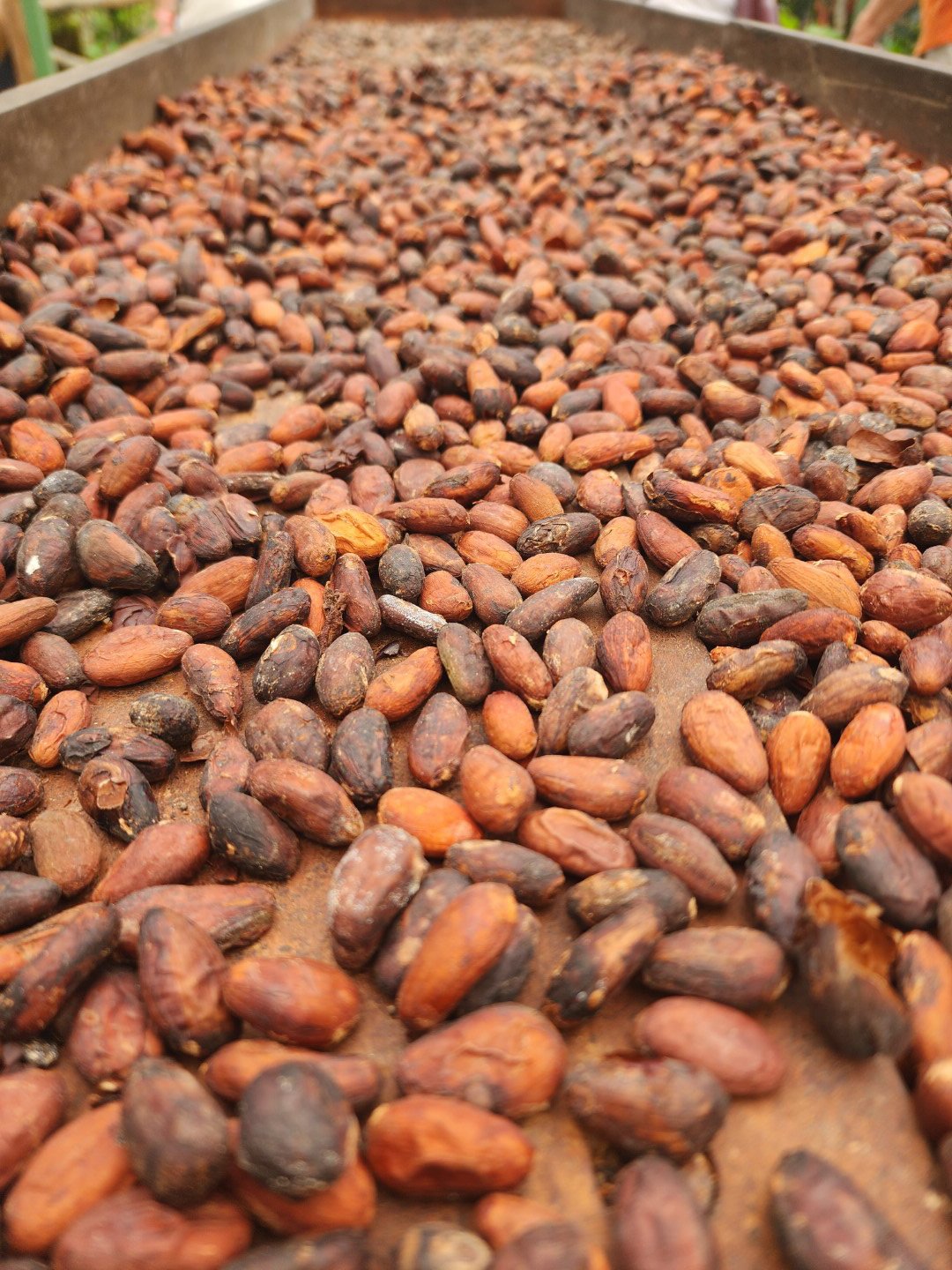 La Fortuna Guided Chocolate & Coffee Tour - Image 6