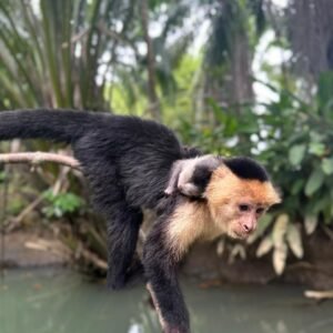 Mangrove River Monkey Boat Tour