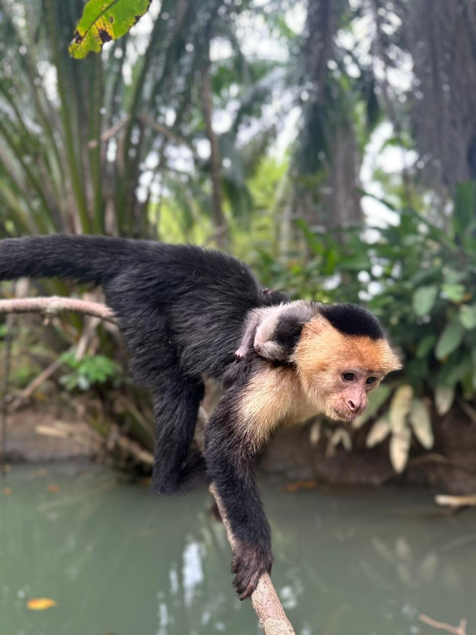 Mangrove River Monkey Boat Tour