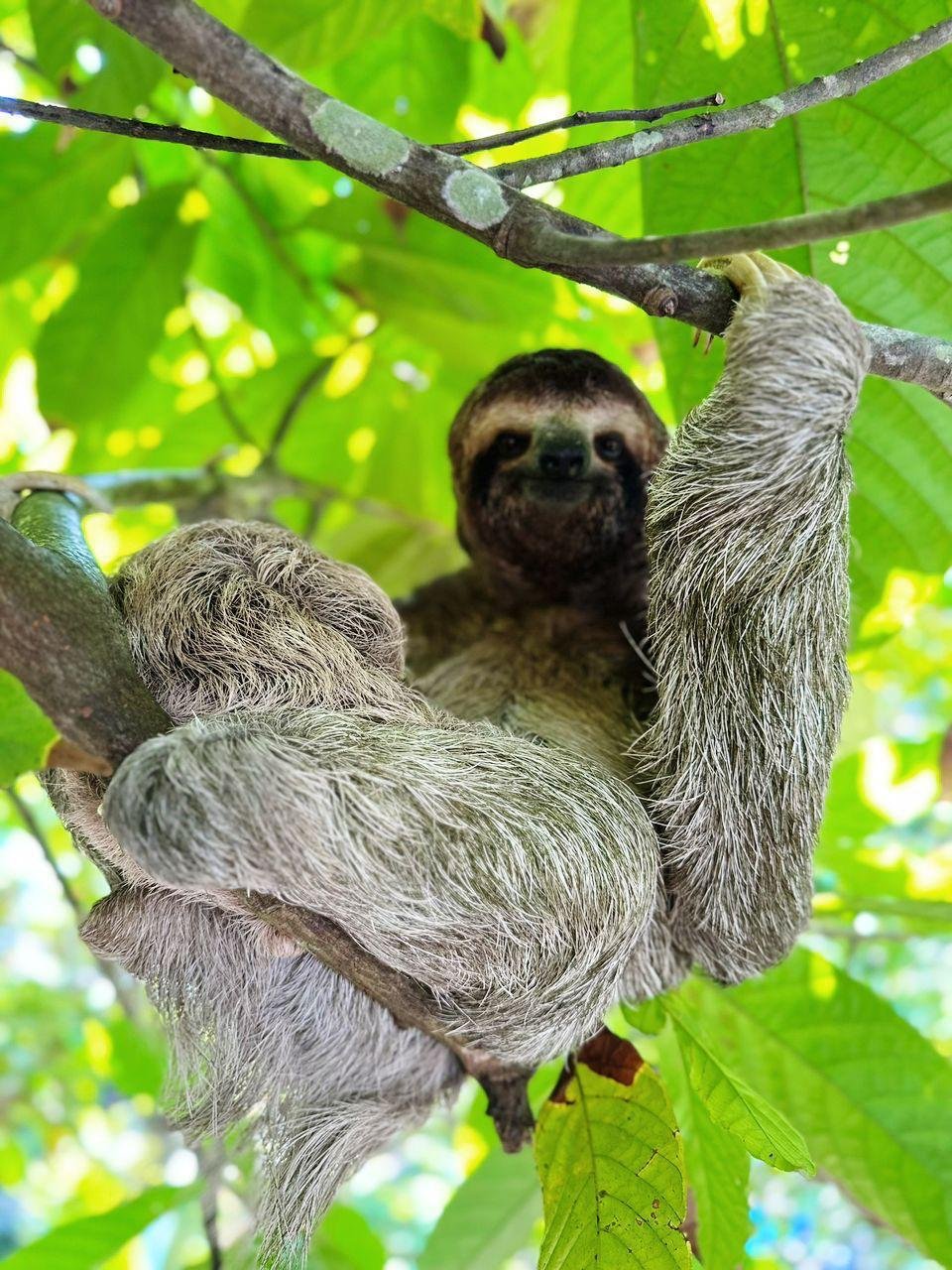 Mangrove River Monkey Boat Tour - Image 2