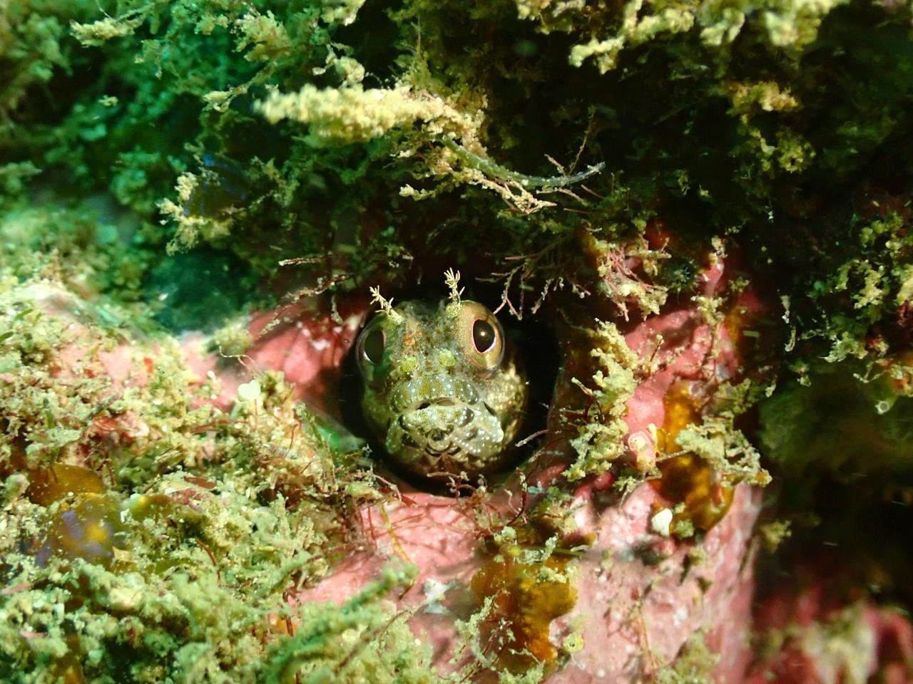 Central Pacific Certified Scuba Diving Tour – Punta Leona - Image 2